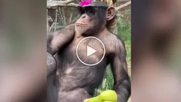 Chimpanzee-Viral-Video